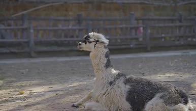 动物园羊驼动物悠闲旅游升格拍摄视频的预览图
